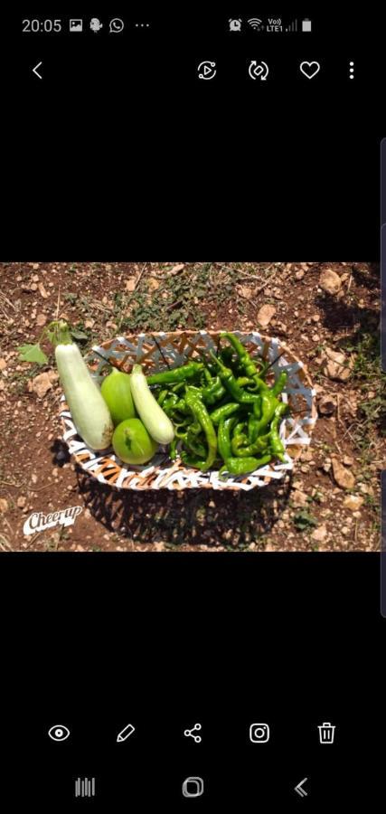 Trulli Selva E Natura Gio'.Ele 阿尔贝罗贝洛 外观 照片